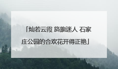 灿若云霞 旖旎迷人 石家庄公园的合欢花开得正艳