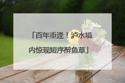 百年重逢！泸水境内惊现短序醉鱼草