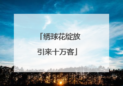 绣球花绽放 引来十万客