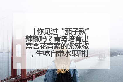 你见过“茄子款”辣椒吗？青岛培育出富含花青素的紫辣椒，生吃自带水果甜