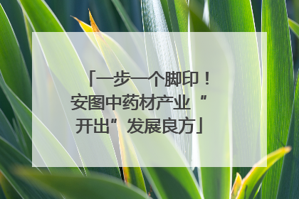 一步一个脚印！安图中药材产业“开出”发展良方