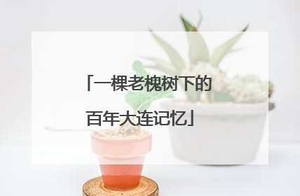 一棵老槐树下的百年大连记忆