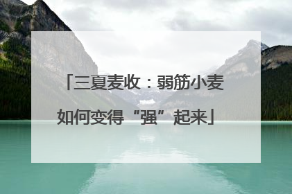 三夏麦收：弱筋小麦如何变得“强”起来
