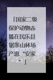 国家二级保护动物赤狐在民乐县锯条山林场产崽“安家”