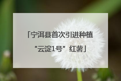 宁洱县首次引进种植“云淀1号”红薯