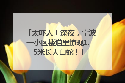 太吓人！深夜，宁波一小区楼道里惊现1.5米长大白蛇！