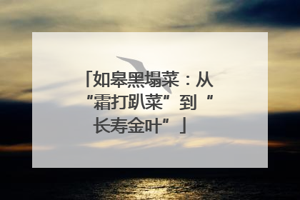 如皋黑塌菜：从“霜打趴菜”到“长寿金叶”