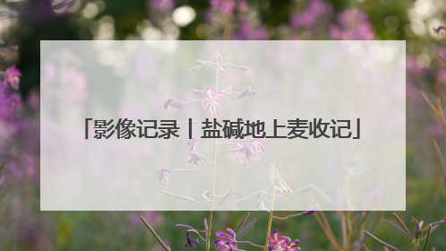 影像记录丨盐碱地上麦收记