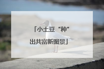 小土豆“种”出共富新图景
