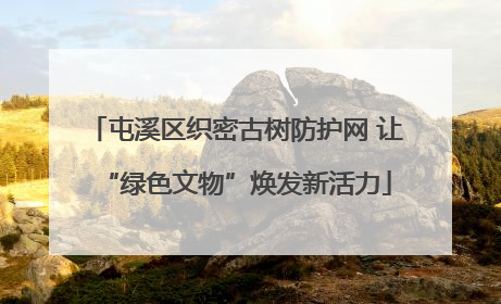 屯溪区织密古树防护网 让“绿色文物”焕发新活力