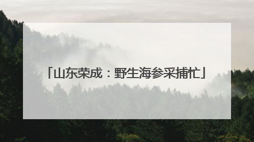 山东荣成：野生海参采捕忙