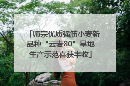 师宗优质强筋小麦新品种“云麦80”旱地生产示范喜获丰收