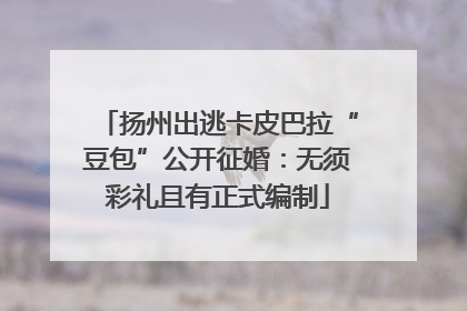 扬州出逃卡皮巴拉“豆包”公开征婚：无须彩礼且有正式编制