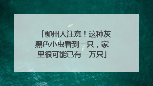 柳州人注意！这种灰黑色小虫看到一只，家里很可能已有一万只
