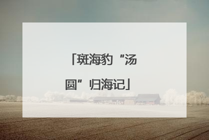 斑海豹“汤圆”归海记