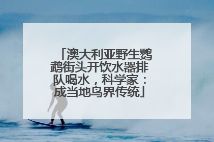 澳大利亚野生鹦鹉街头开饮水器排队喝水，科学家：成当地鸟界传统