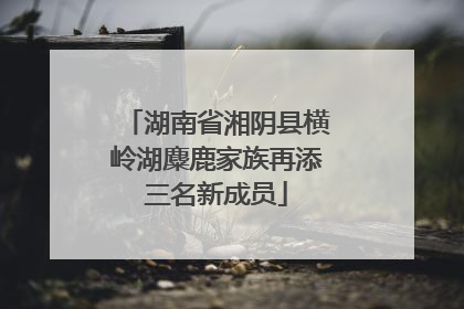 湖南省湘阴县横岭湖麋鹿家族再添三名新成员