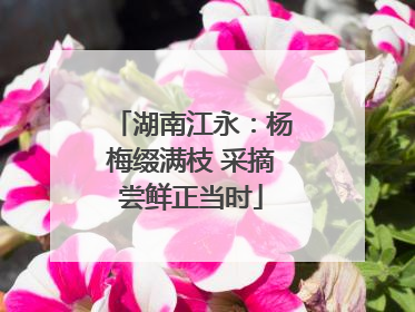 湖南江永：杨梅缀满枝 采摘尝鲜正当时