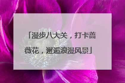漫步八大关，打卡蔷薇花，邂逅浪漫风景