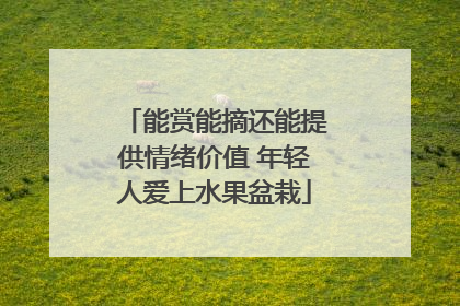 能赏能摘还能提供情绪价值 年轻人爱上水果盆栽
