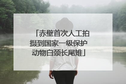 赤壁首次人工拍摄到国家一级保护动物白颈长尾雉