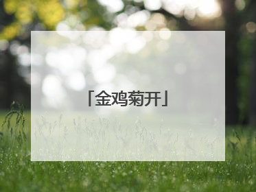 金鸡菊开