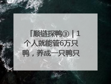 顺链探鸭③｜1个人就能管6万只鸭，养成一只鸭只需50多天