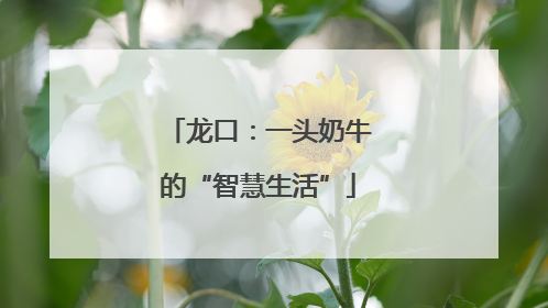 龙口：一头奶牛的“智慧生活”