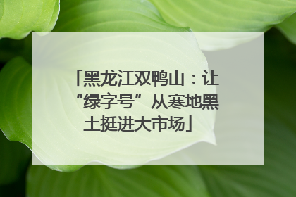黑龙江双鸭山：让“绿字号”从寒地黑土挺进大市场