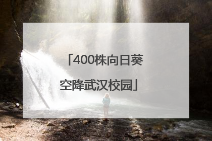 400株向日葵空降武汉校园